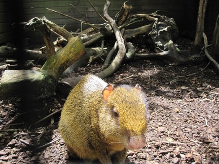 Shaldon Zoo