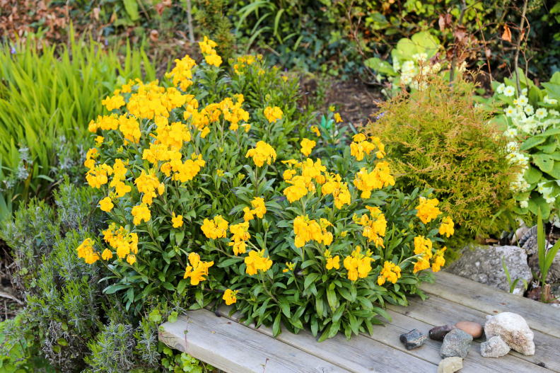 Wallflowers