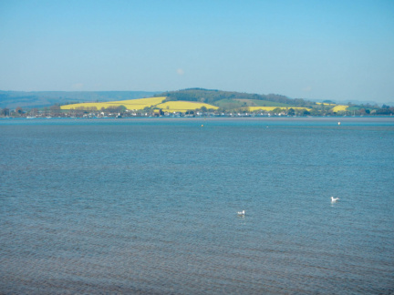 Oilseed rape across the Estuary