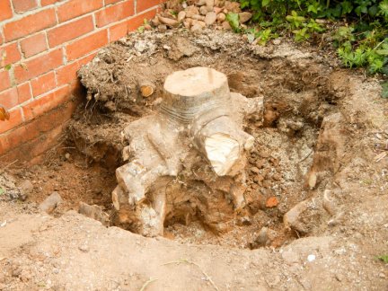 Tree stump removal