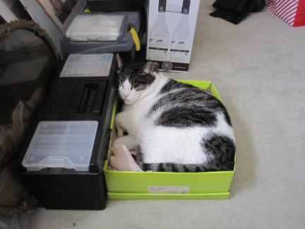Jesse asleep in a box