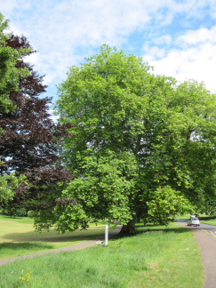 Phear Park