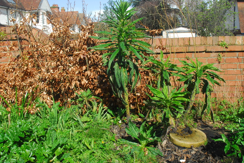 Spring in the garden