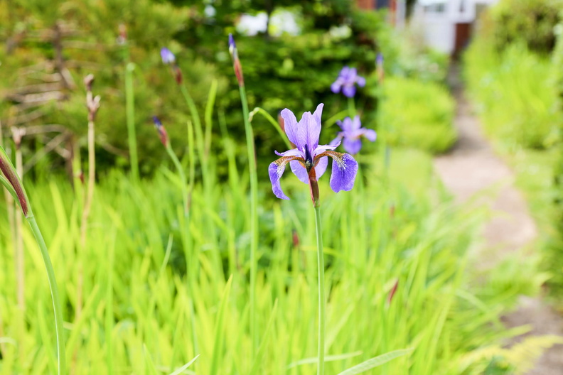 Garden mid May