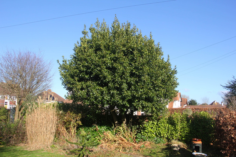 Garden early Feb 2025