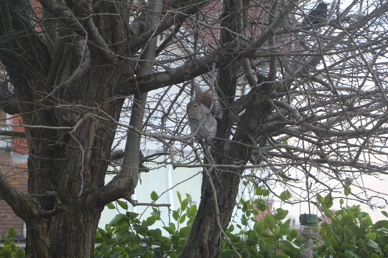 Garden squirrel