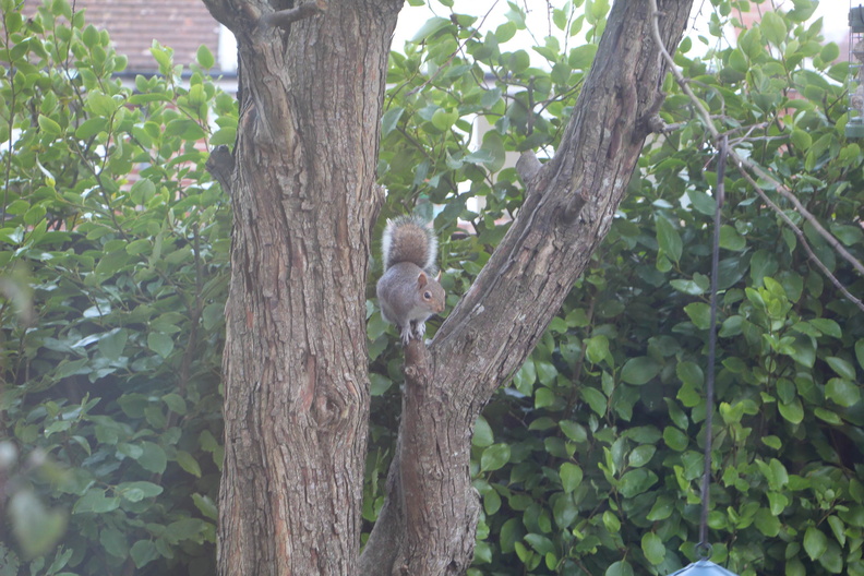 Garden squirrel