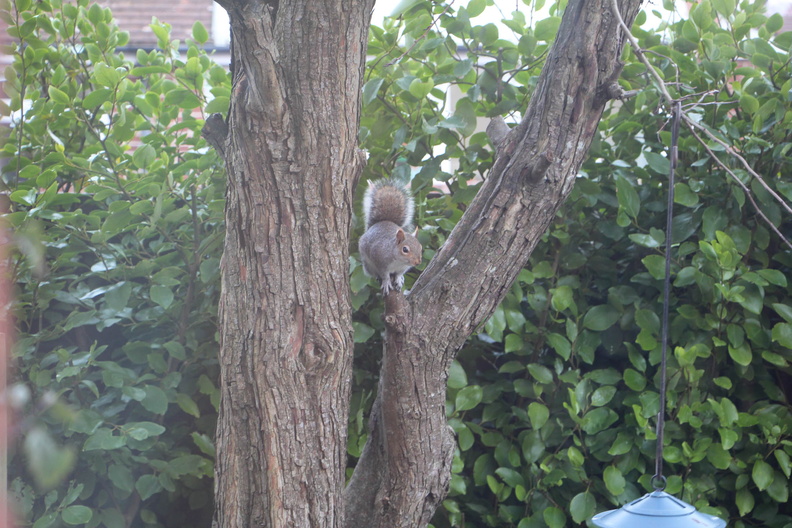 Garden squirrel