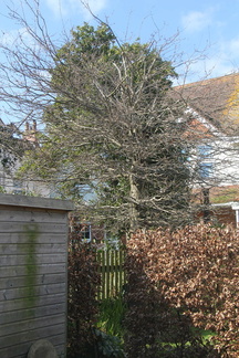 Trees after trimmming by Henry of Treewise