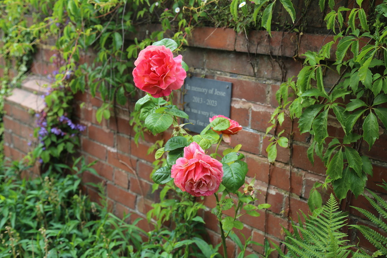 Garden in early June