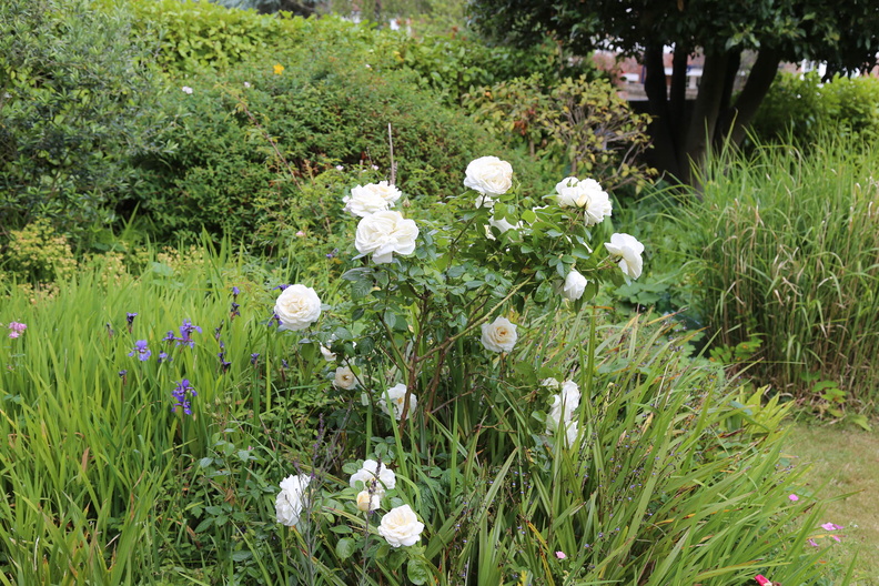 Garden in early June