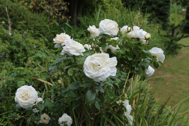 Garden in early June