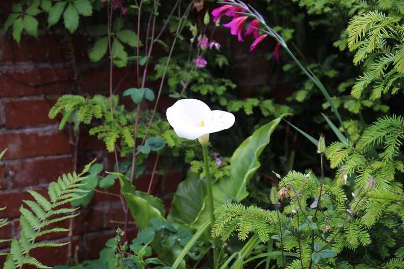 Garden in early June