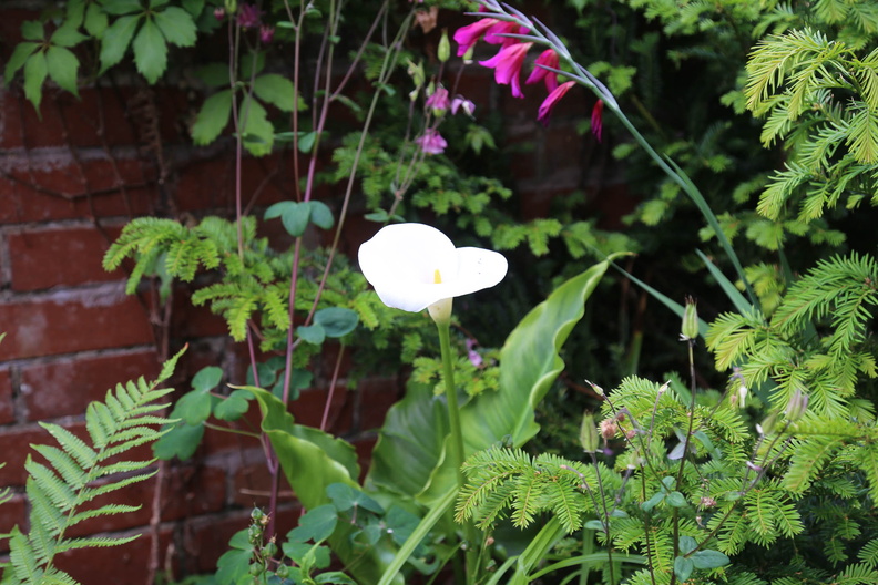 Garden in early June