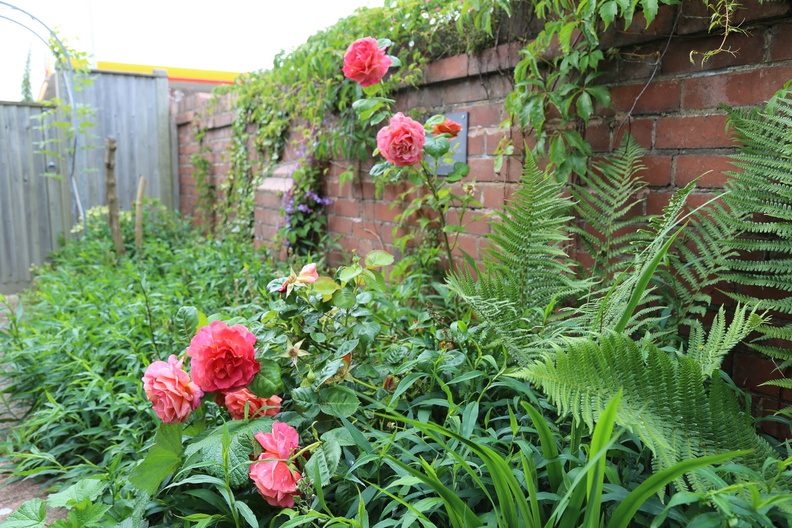 Garden in early June