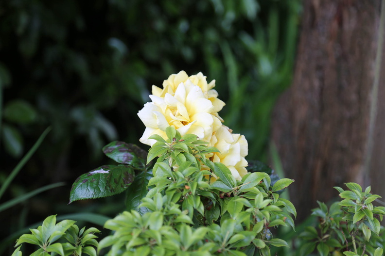 Garden in early June