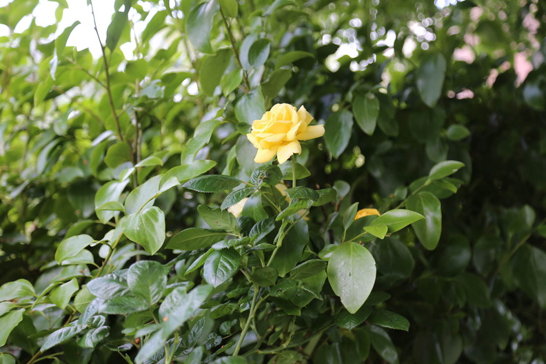 Garden in early June