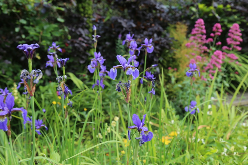 Garden in early June