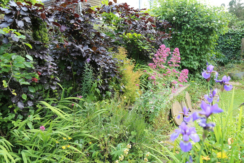 Garden in early June