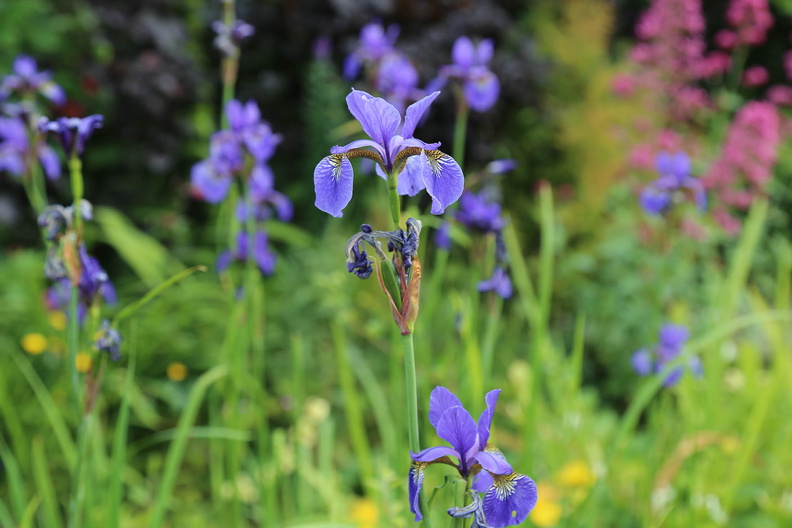 Garden in early June