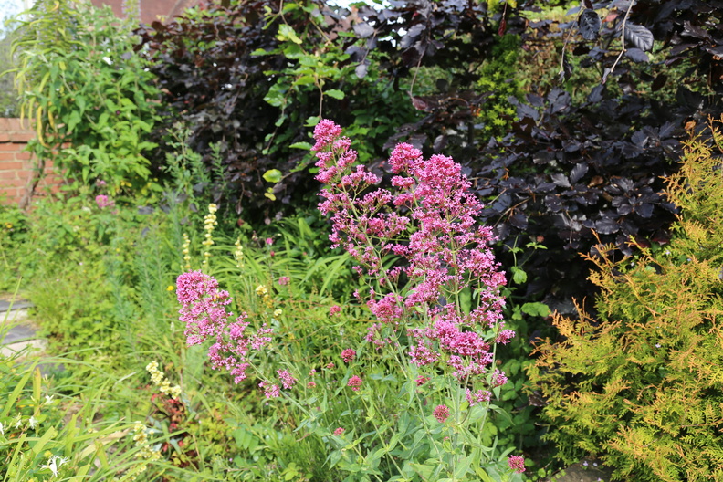 Garden in early June