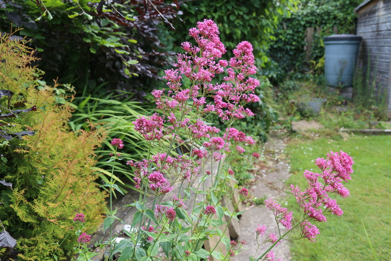 Garden in early June