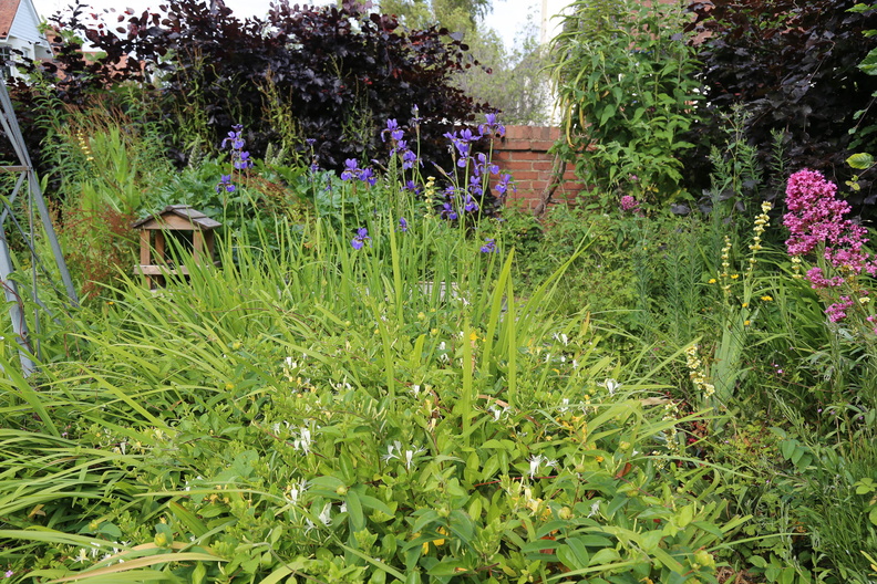 Garden in early June