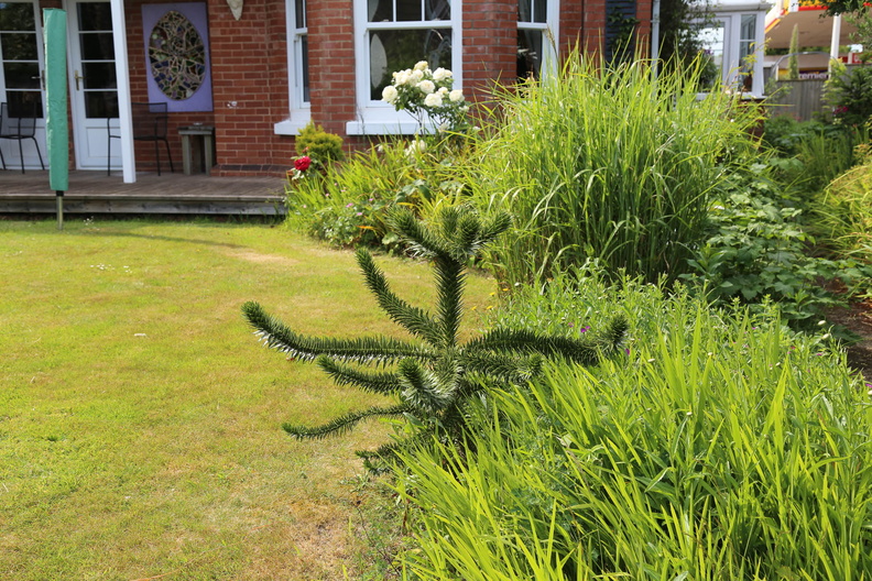 Garden in early June