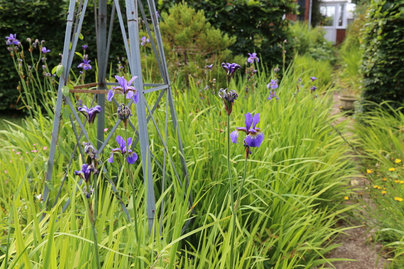 Garden in early June