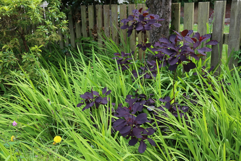 Garden in early June