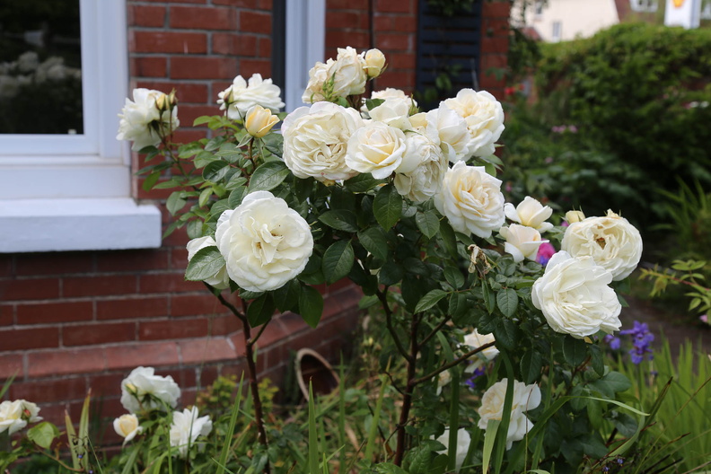 Garden in early June