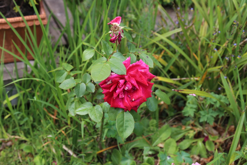 Garden in early June