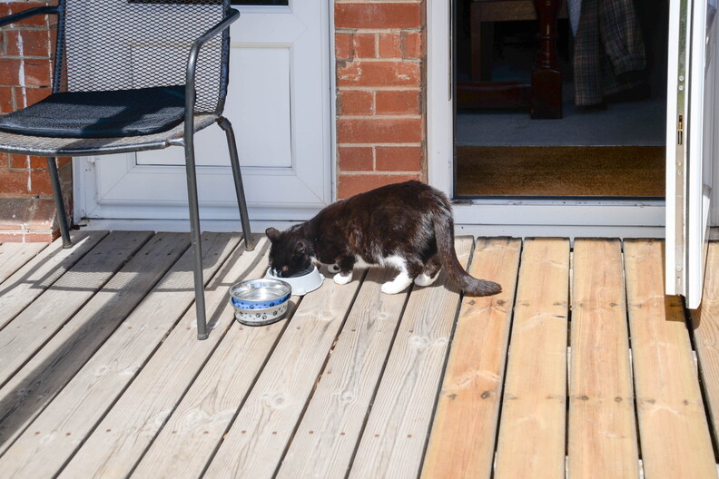 Cat - Day 1