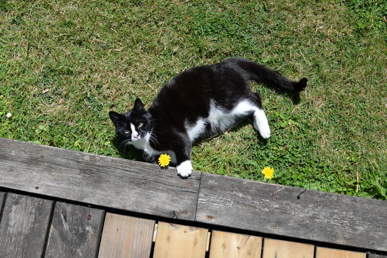 Cat - Day 1