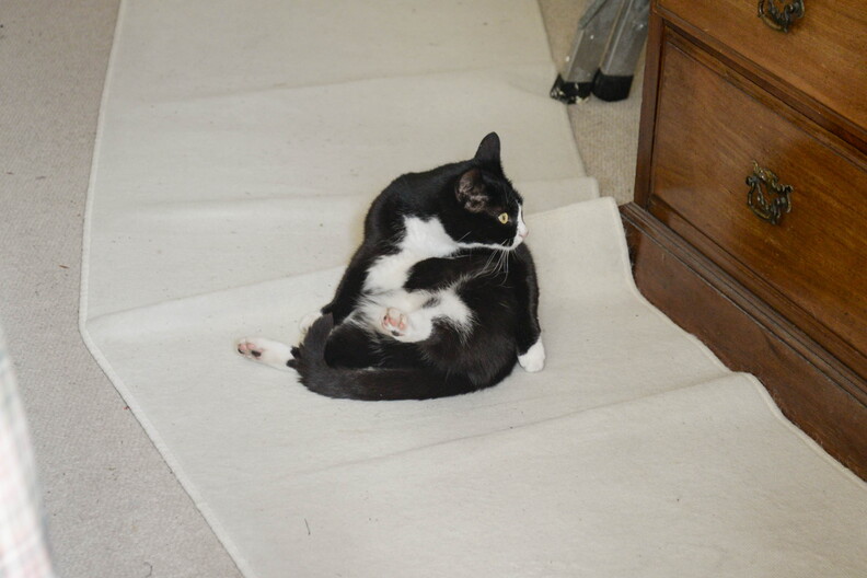 Cat - Day 1