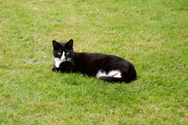 Cat - Day 1