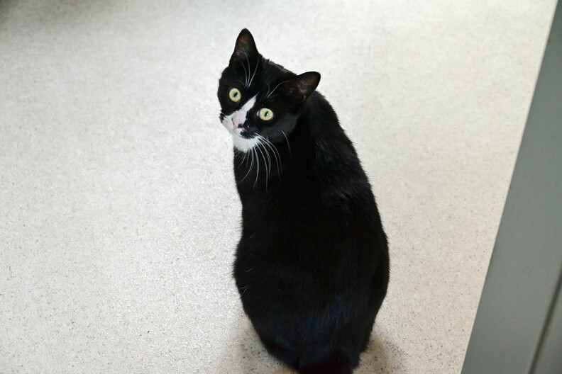 Dolly the Cat