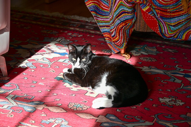 Dolly the Cat
