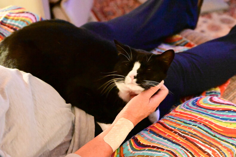 Dolly the Cat