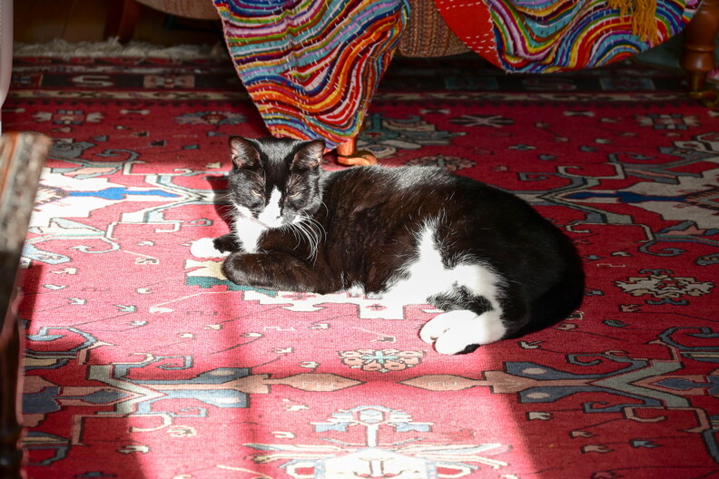 Dolly the Cat