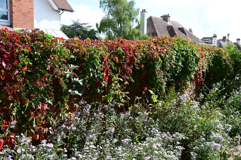Autumn garden