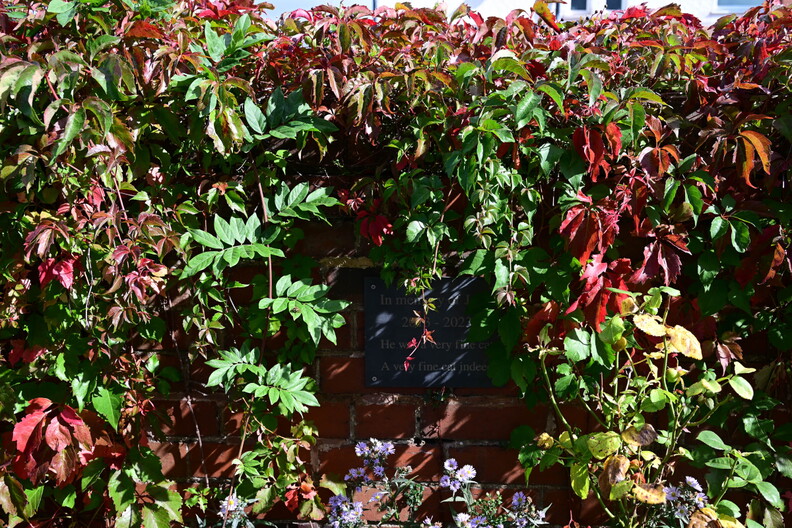 Autumn garden